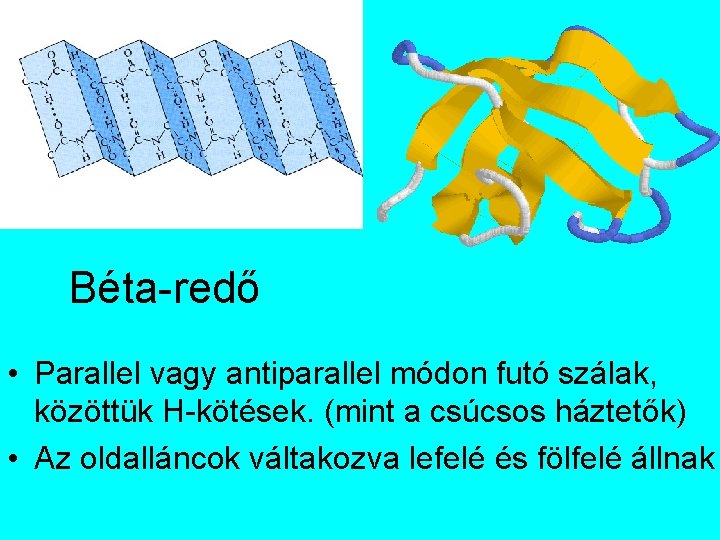 Béta-redő • Parallel vagy antiparallel módon futó szálak, közöttük H-kötések. (mint a csúcsos háztetők)