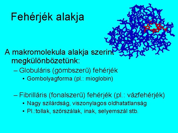Fehérjék alakja A makromolekula alakja szerint megkülönbözetünk: – Globuláris (gömbszerű) fehérjék • Gombolyagforma (pl.