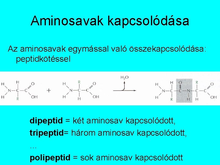 Aminosavak kapcsolódása Az aminosavak egymással való összekapcsolódása: peptidkötéssel dipeptid = két aminosav kapcsolódott, tripeptid=