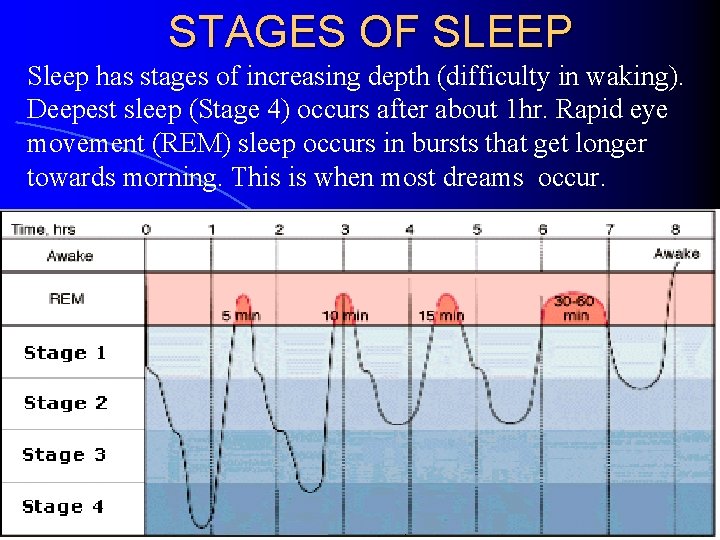 STAGES OF SLEEP Sleep has stages of increasing depth (difficulty in waking). Deepest sleep