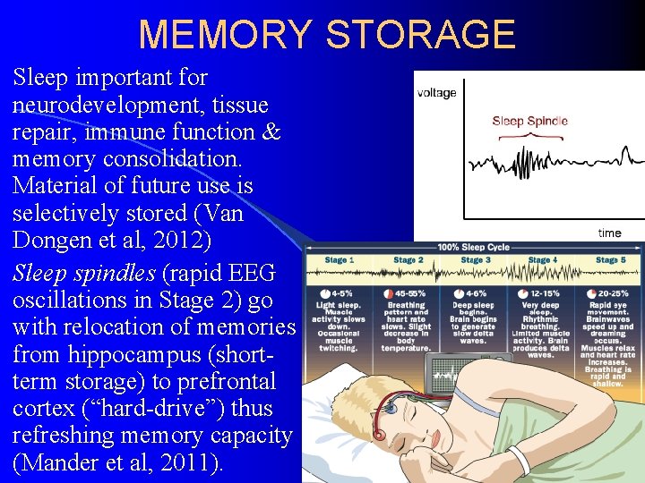 MEMORY STORAGE Sleep important for neurodevelopment, tissue repair, immune function & memory consolidation. Material