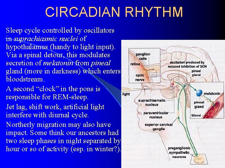 CIRCADIAN RHYTHM Sleep cycle controlled by oscillators in suprachiasmic nuclei of hypothalamus (handy to