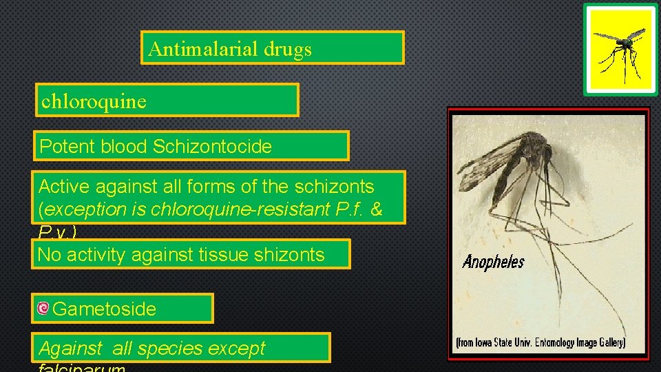 Antimalarial drugs chloroquine Potent blood Schizontocide Active against all forms of the schizonts (exception