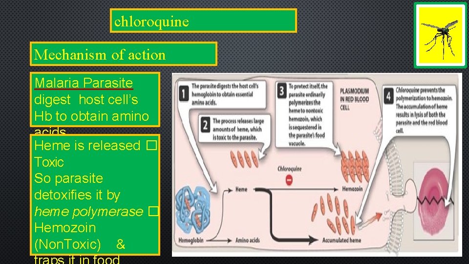 chloroquine Mechanism of action Malaria Parasite digest host cell’s Hb to obtain amino acids