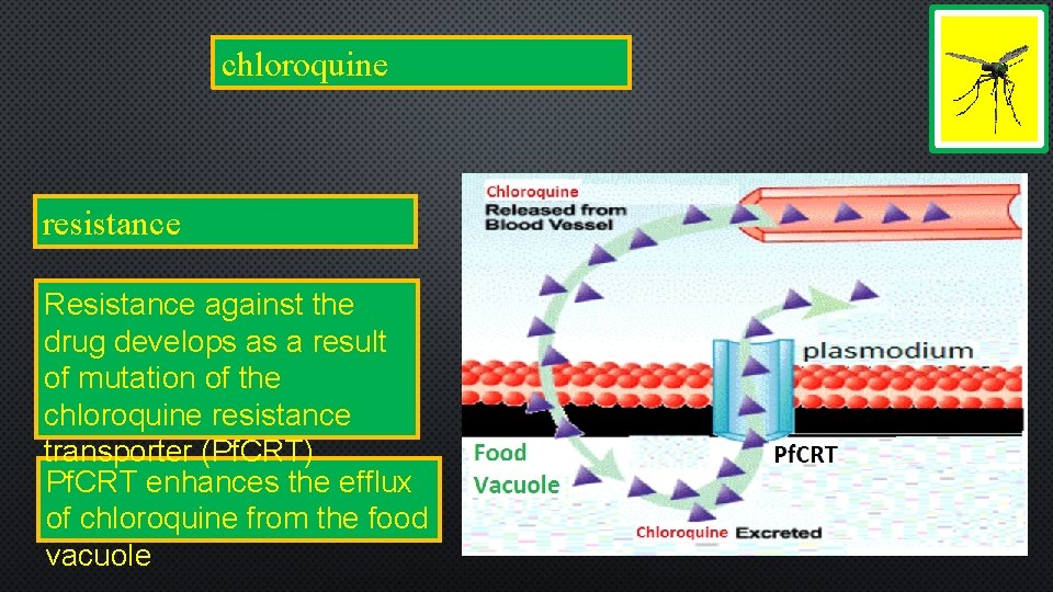 chloroquine resistance Resistance against the drug develops as a result of mutation of the