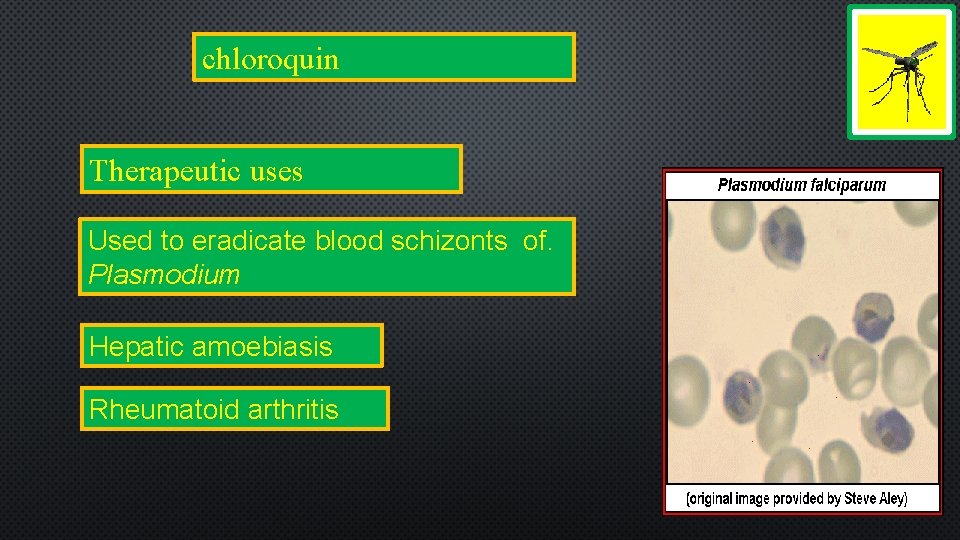 chloroquin Therapeutic uses Used to eradicate blood schizonts of. Plasmodium Hepatic amoebiasis Rheumatoid arthritis