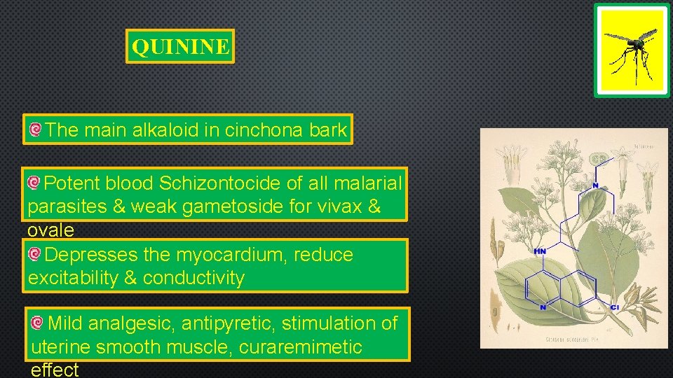 QUININE The main alkaloid in cinchona bark Potent blood Schizontocide of all malarial parasites