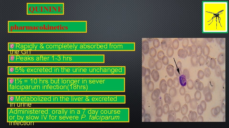 QUININE pharmacokinetics Rapidly & completely absorbed from the GIT Peaks after 1 -3 hrs