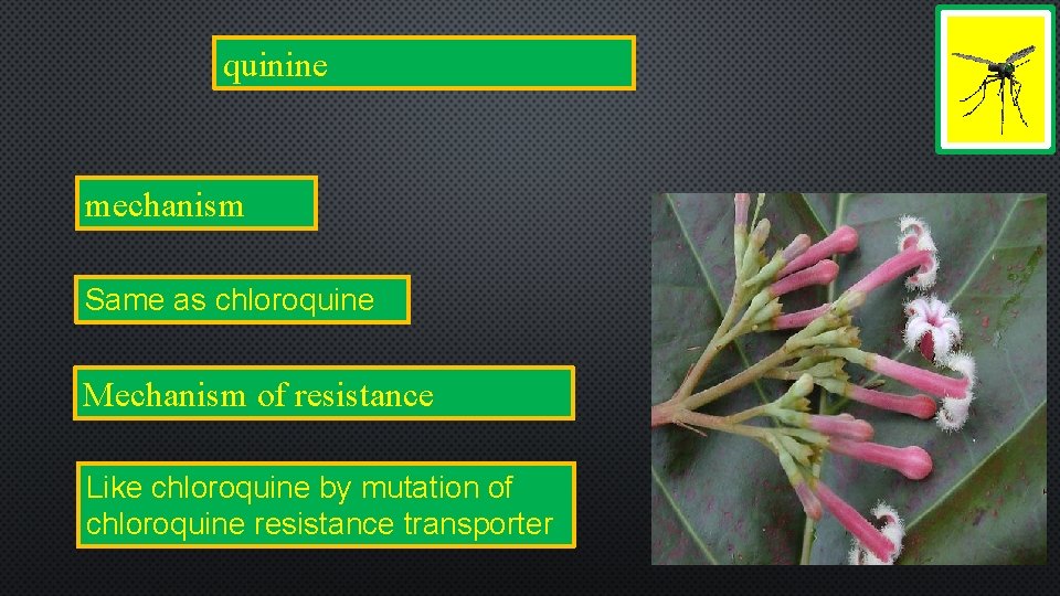 quinine mechanism Same as chloroquine Mechanism of resistance Like chloroquine by mutation of chloroquine