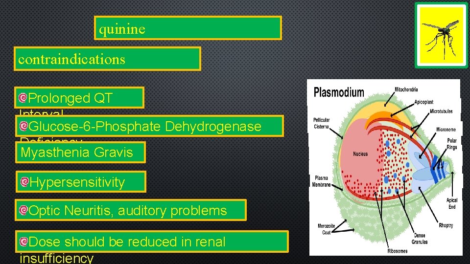 quinine contraindications Prolonged QT Interval Glucose-6 -Phosphate Dehydrogenase Deficiency Myasthenia Gravis Hypersensitivity Optic Neuritis,