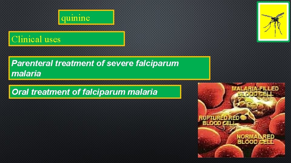 quinine Clinical uses Parenteral treatment of severe falciparum malaria Oral treatment of falciparum malaria
