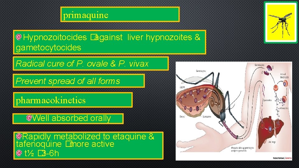 primaquine Hypnozoitocides �against liver hypnozoites & gametocytocides Radical cure of P. ovale & P.