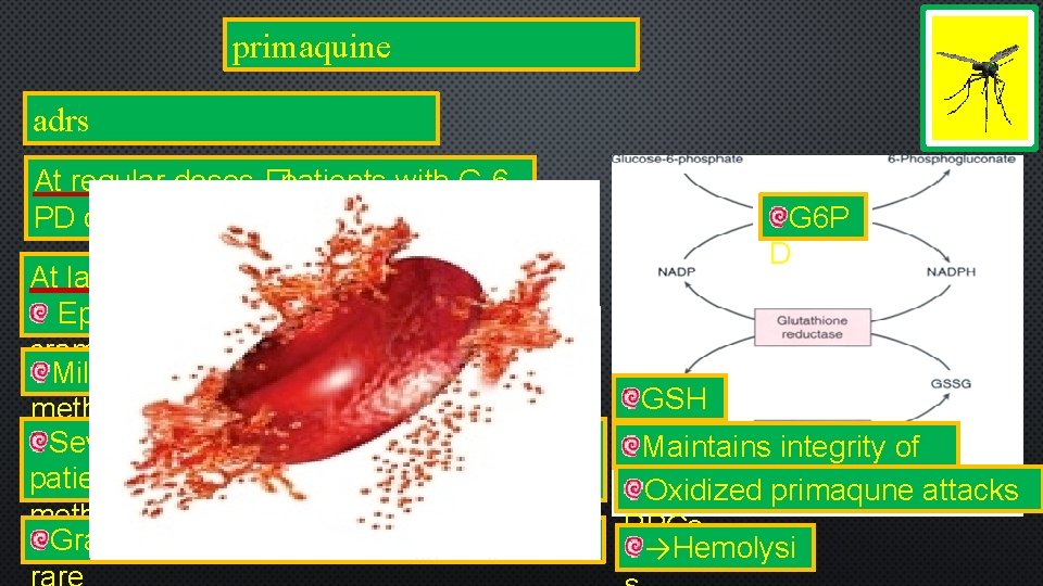 primaquine adrs At regular doses �patients with G-6 PD deficiency �hemolytic anemia. At larger