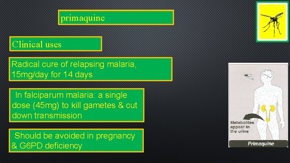 Antimalarial drugs primaquine Clinical uses Radical cure of relapsing malaria, 15 mg/day for 14