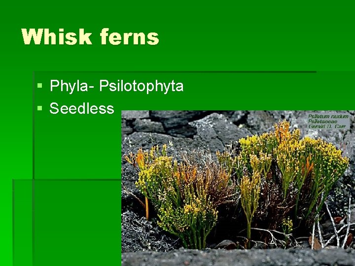 Whisk ferns § Phyla- Psilotophyta § Seedless 