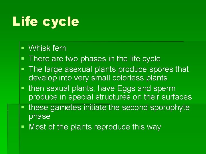 Life cycle § § § Whisk fern There are two phases in the life