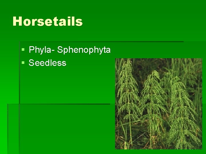 Horsetails § Phyla- Sphenophyta § Seedless 