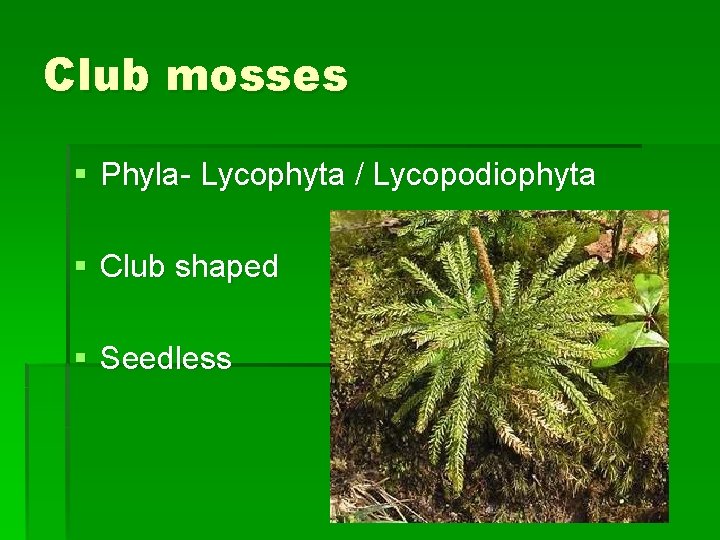 Club mosses § Phyla- Lycophyta / Lycopodiophyta § Club shaped § Seedless 