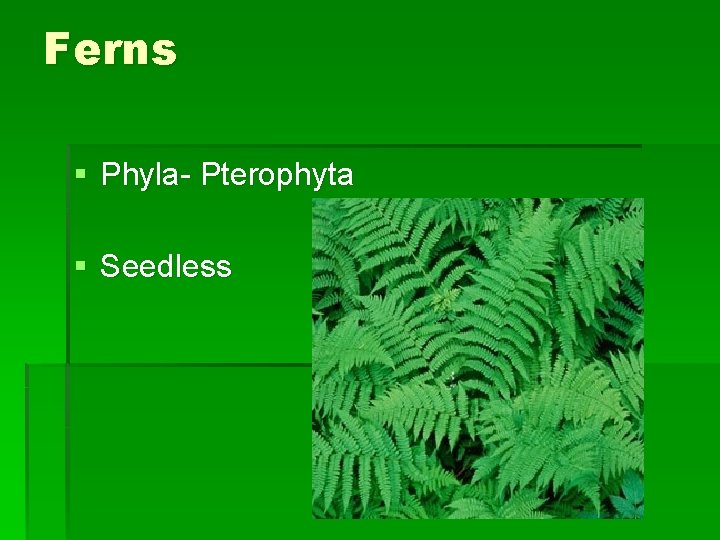 Ferns § Phyla- Pterophyta § Seedless 
