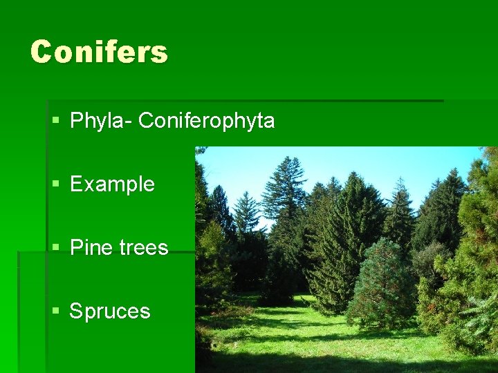 Conifers § Phyla- Coniferophyta § Example § Pine trees § Spruces 