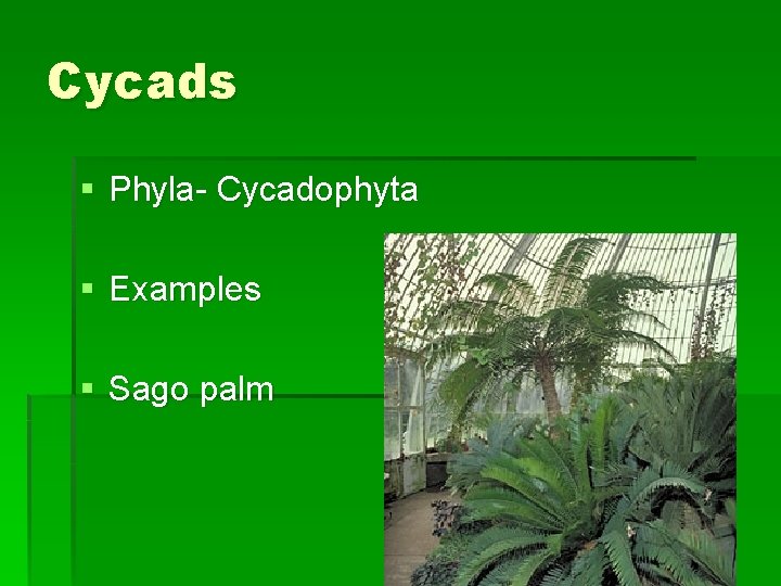 Cycads § Phyla- Cycadophyta § Examples § Sago palm 