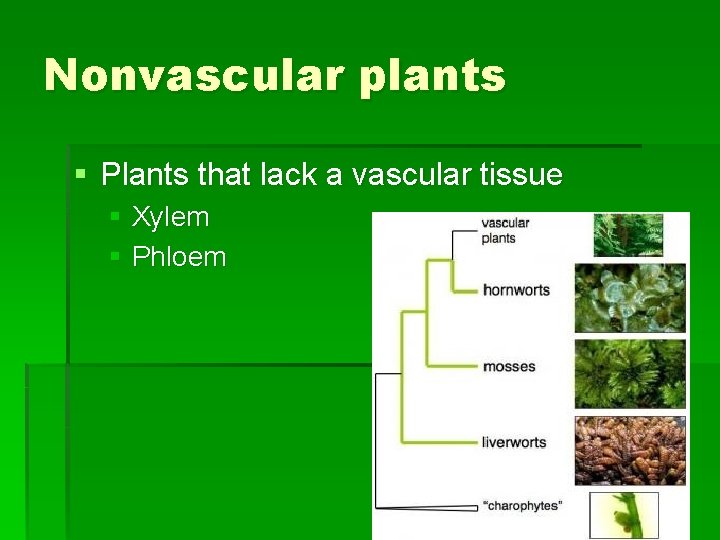 Nonvascular plants § Plants that lack a vascular tissue § Xylem § Phloem 