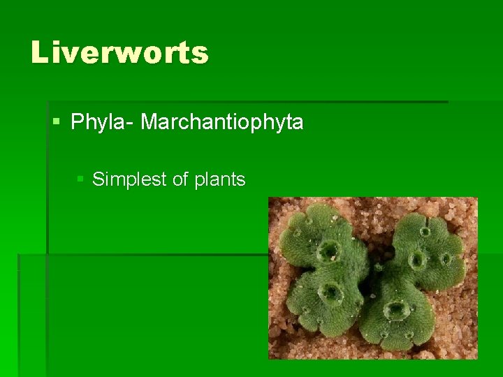 Liverworts § Phyla- Marchantiophyta § Simplest of plants 
