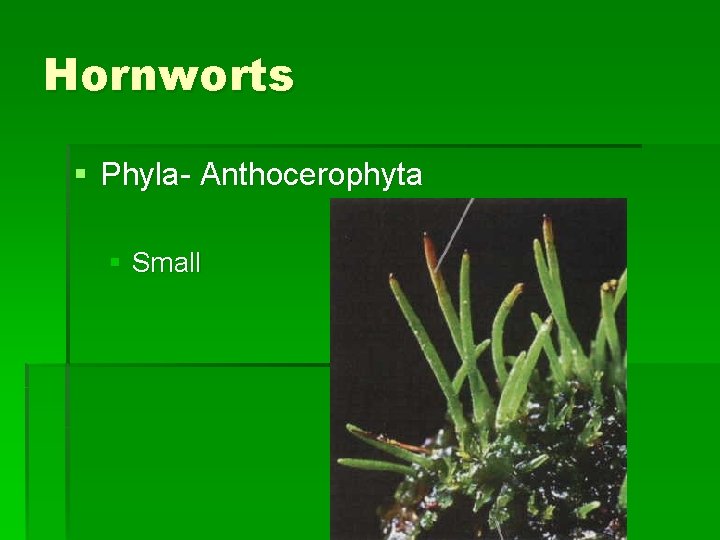 Hornworts § Phyla- Anthocerophyta § Small 
