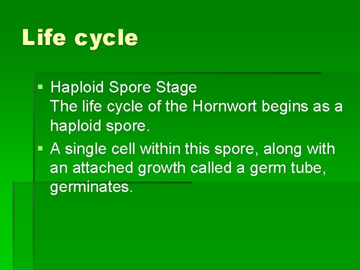 Life cycle § Haploid Spore Stage The life cycle of the Hornwort begins as