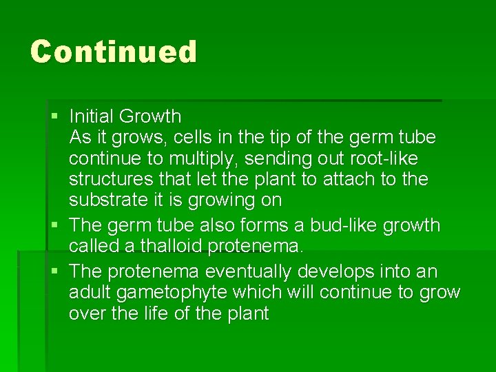 Continued § Initial Growth As it grows, cells in the tip of the germ