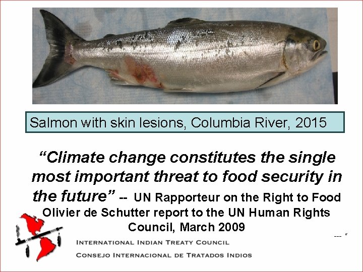 Salmon with skin lesions, Columbia River, 2015 “Climate change constitutes the single most important