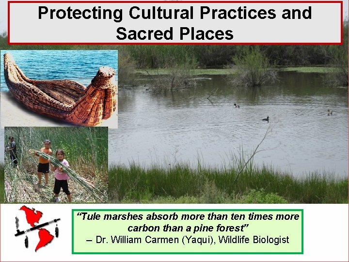 Protecting Cultural Practices and Sacred Places “Tule marshes absorb more than ten times more