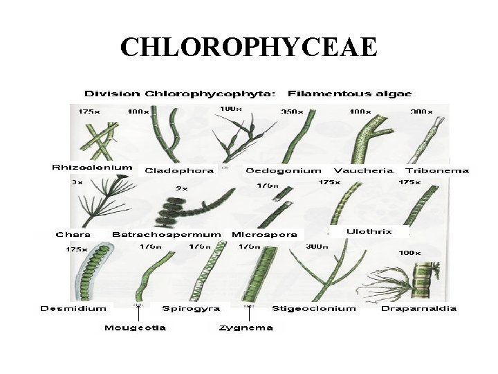 CHLOROPHYCEAE 