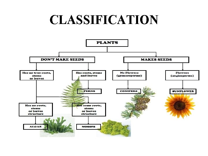 CLASSIFICATION 