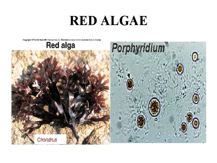 RED ALGAE 