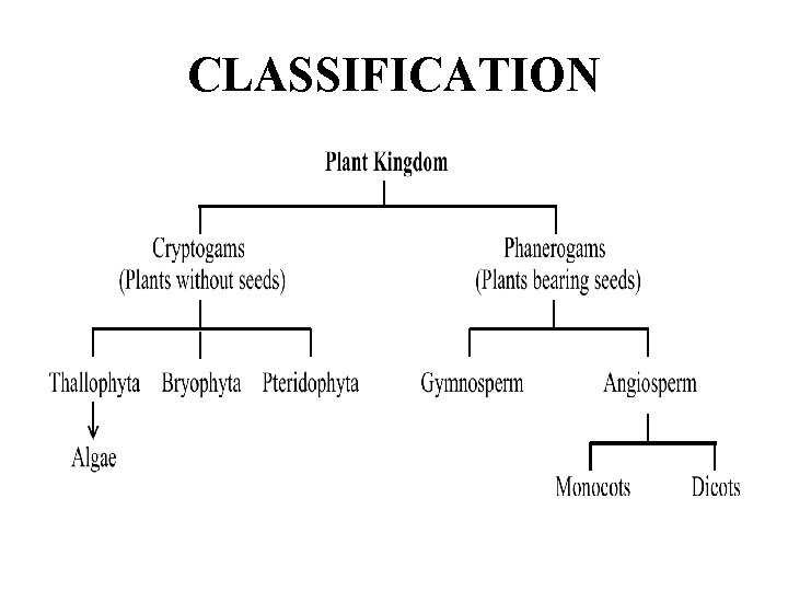 CLASSIFICATION 