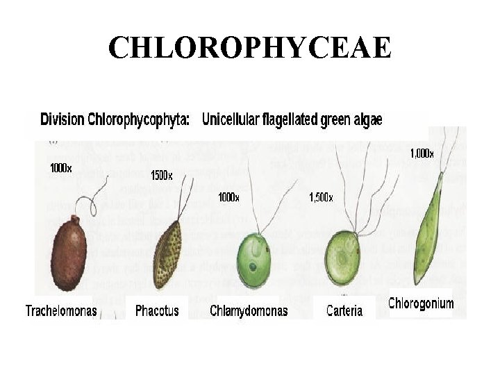 CHLOROPHYCEAE 