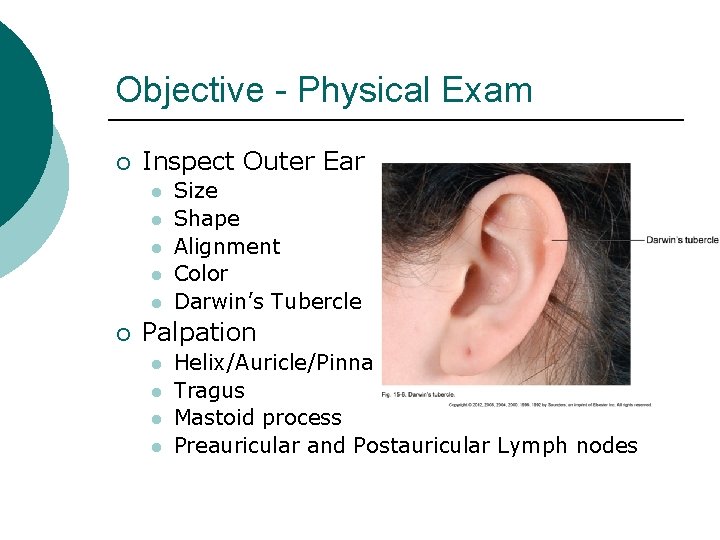 Objective - Physical Exam ¡ Inspect Outer Ear l l l ¡ Size Shape