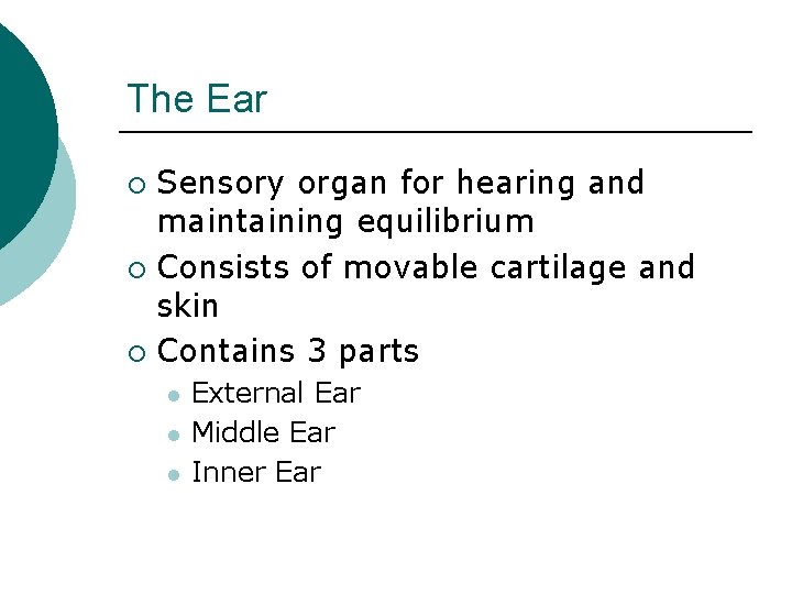 The Ear Sensory organ for hearing and maintaining equilibrium ¡ Consists of movable cartilage