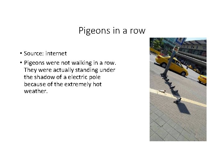 Pigeons in a row • Source: internet • Pigeons were not walking in a
