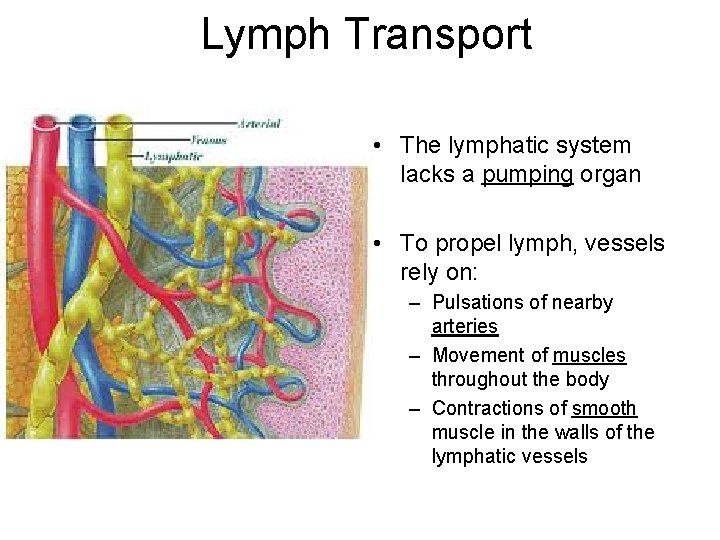Lymph Transport • The lymphatic system lacks a pumping organ • To propel lymph,