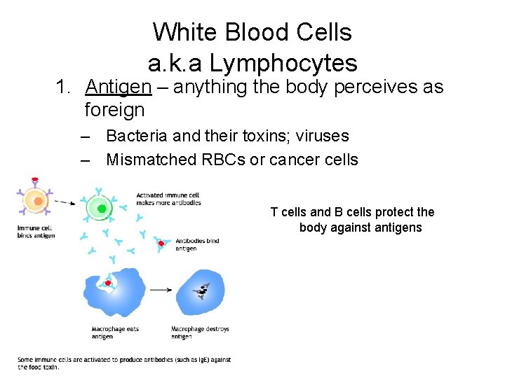 White Blood Cells a. k. a Lymphocytes 1. Antigen – anything the body perceives
