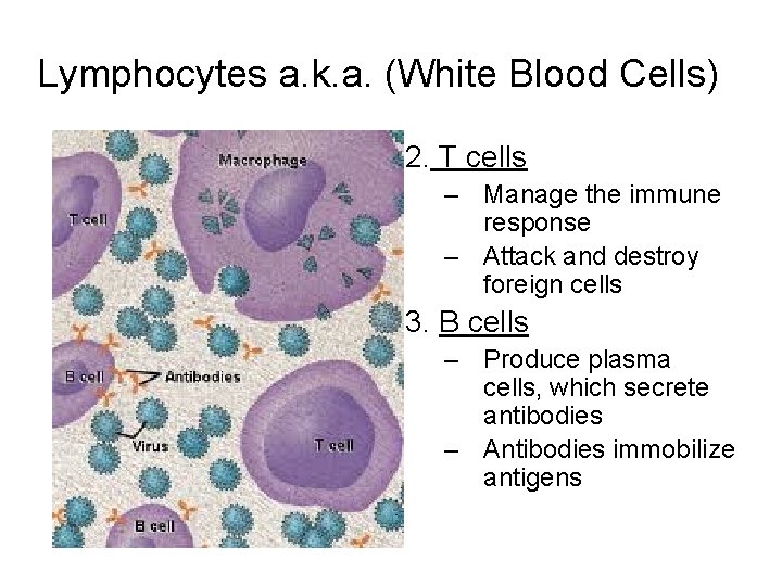Lymphocytes a. k. a. (White Blood Cells) 2. T cells – Manage the immune
