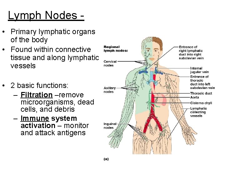 Lymph Nodes • Primary lymphatic organs of the body • Found within connective tissue