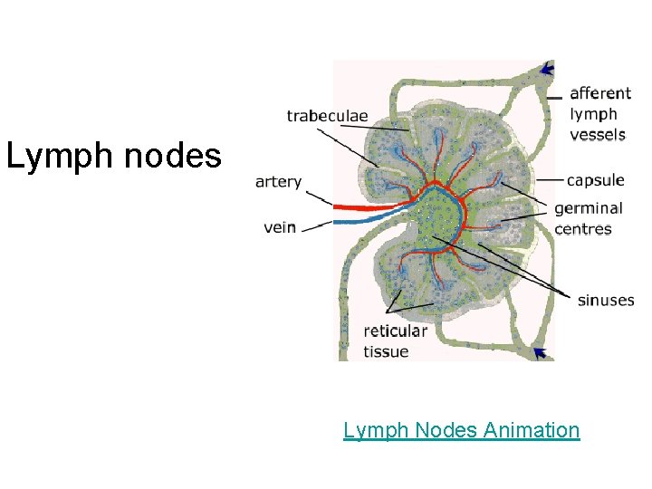 Lymph nodes Lymph Nodes Animation 