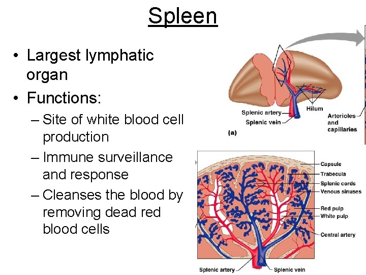 Spleen • Largest lymphatic organ • Functions: – Site of white blood cell production