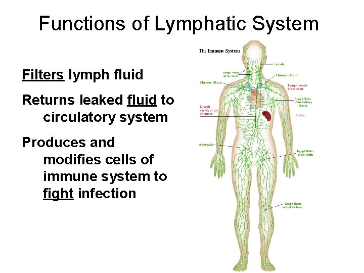 Functions of Lymphatic System Filters lymph fluid Returns leaked fluid to circulatory system Produces