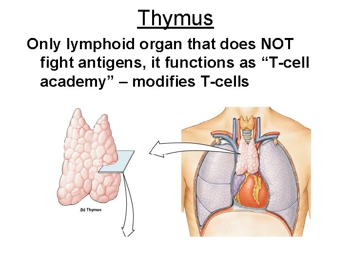 Thymus Only lymphoid organ that does NOT fight antigens, it functions as “T-cell academy”