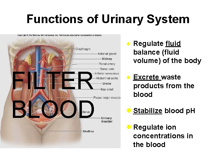 Functions of Urinary System ● Regulate fluid balance (fluid volume) of the body FILTER