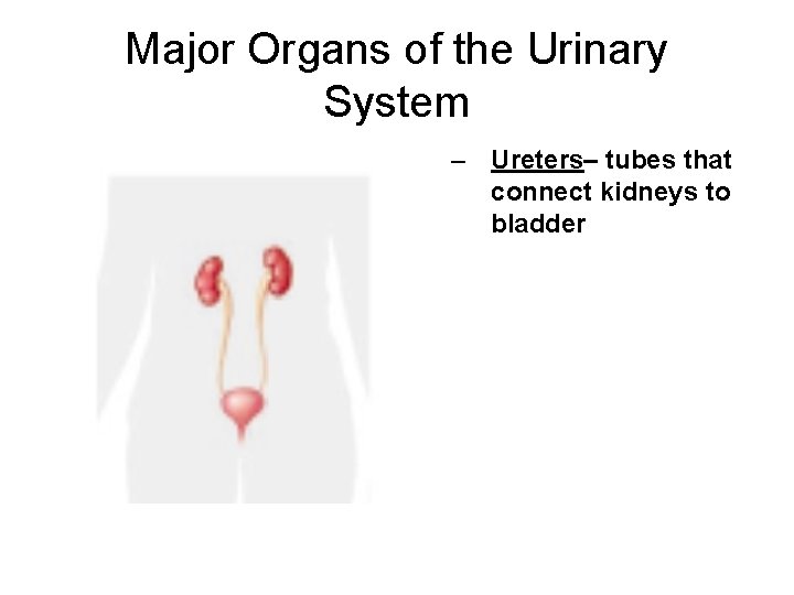 Major Organs of the Urinary System – Ureters– tubes that connect kidneys to bladder